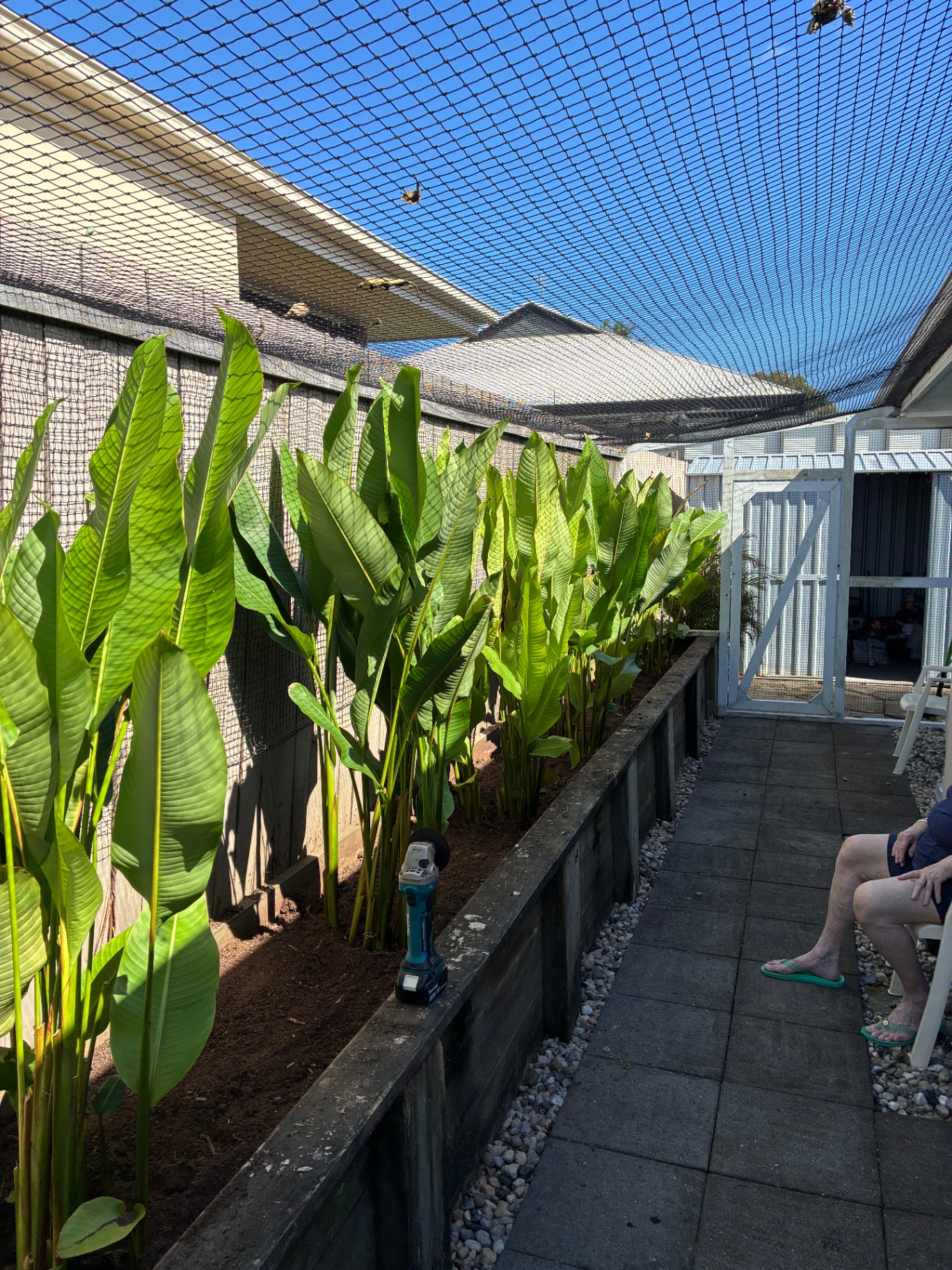 Heliconia planter bed refresh
